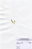 藏品(短尖假羽藻)的圖片